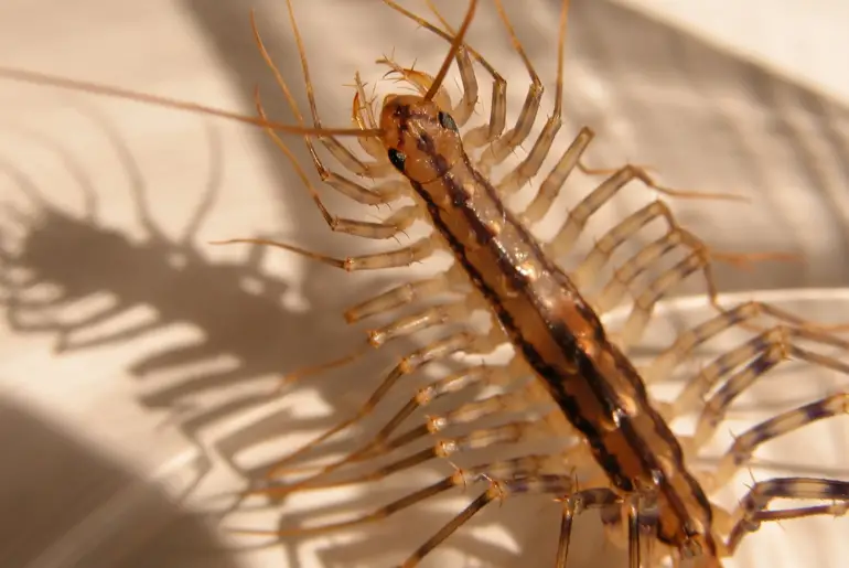How to keep centipedes out of your bed