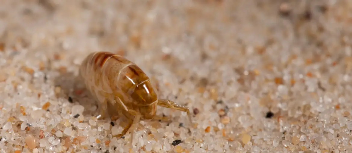 image of a sand flea