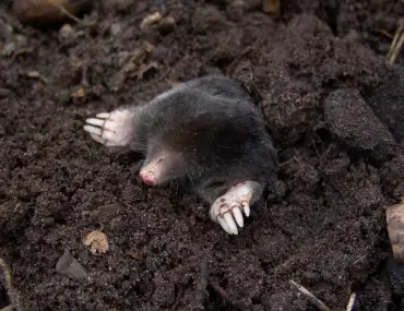 ground mole coming out of its hole