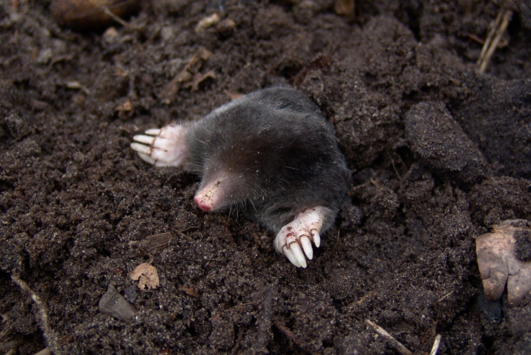 ground mole coming out of its hole