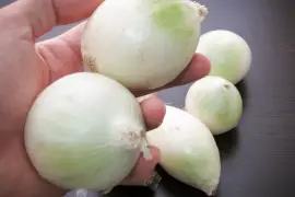 holding onions in hand