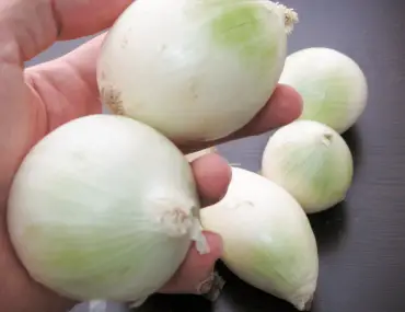 holding onions in hand