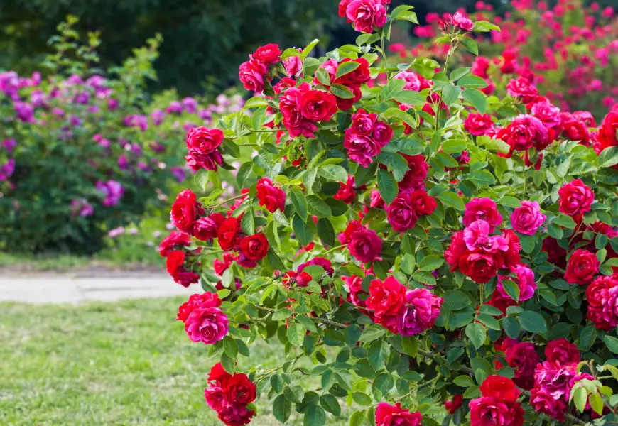 Must-Have Bushes for Your Front Yard: Beauty and Benefits